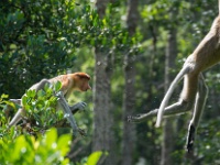 DSC2590  Proboscis monkeys provide great entertainment