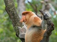 DSC2692  This large, dominant male proboscis monkey, leads a family clan of 12.