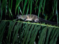 DSC3217  Strange creatures of the night: unknown weasel/cat like creature