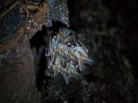 DSC3293  A cluster of bats inside a tree.