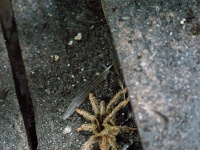 DSC3398  A white tarantula on a cave walkway - the most frightening thing I saw in Borneo.