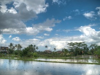DSC3759 a b c tonemapped  Scenic rice terraces northeast of Ubud.
